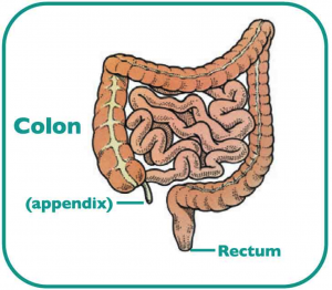 colon-info